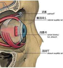 眼部示意图